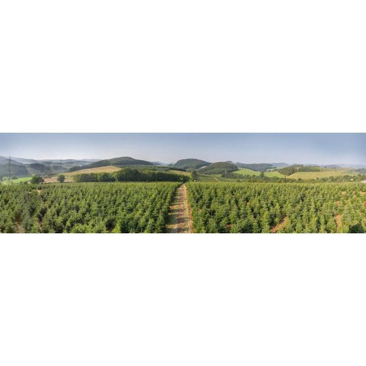 Echte Nordmann-kerstboom uit het Sauerland, 170-190cm, groen