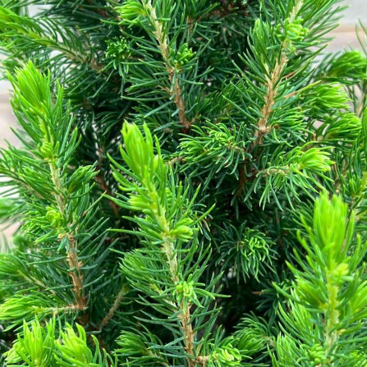 Dwergsparren Fridolin met plantenbak van zeegras, 80-100 cm grote winterharde mini-kerstboom, echte suikerpit voor binnen en buiten, plant voor pot en tuin