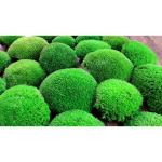 Hello Moss Geconserveerd mos 5/8/20 stuks - Mos geconserveerd - Kogelmos geconserveerd voor uw huis - Maak een mosafbeelding - Geschikt als mos voor terraria en bossen in glas