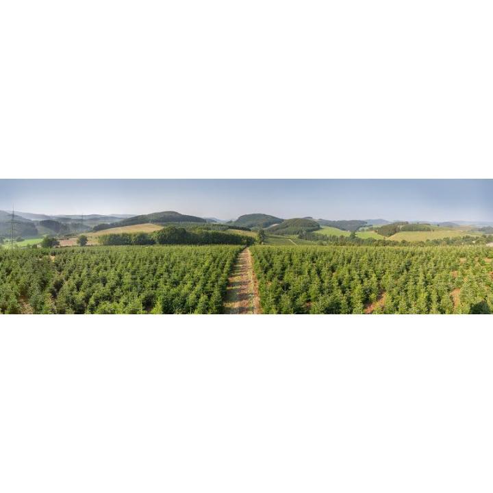 Echte Nordmann-kerstboom uit het Sauerland, 120-140cm, groen