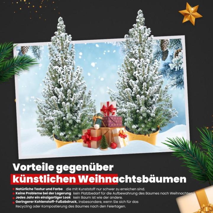- Echte kerstboom - kerstboom - kerstboom in rode pot - mini-kerstboom - dennengeur - kleine kerstboom (met sneeuw, 110-120 cm)