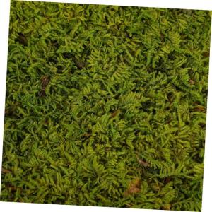 Kunstrasen kunstgras kunstgräser DIY Dekoration Landschaftsrasen künstliche gräser grüner Rasen gefälschter Grasteppich Sandtisch, schneidbarer Rasen Moosrasen Perlenbaumwolle