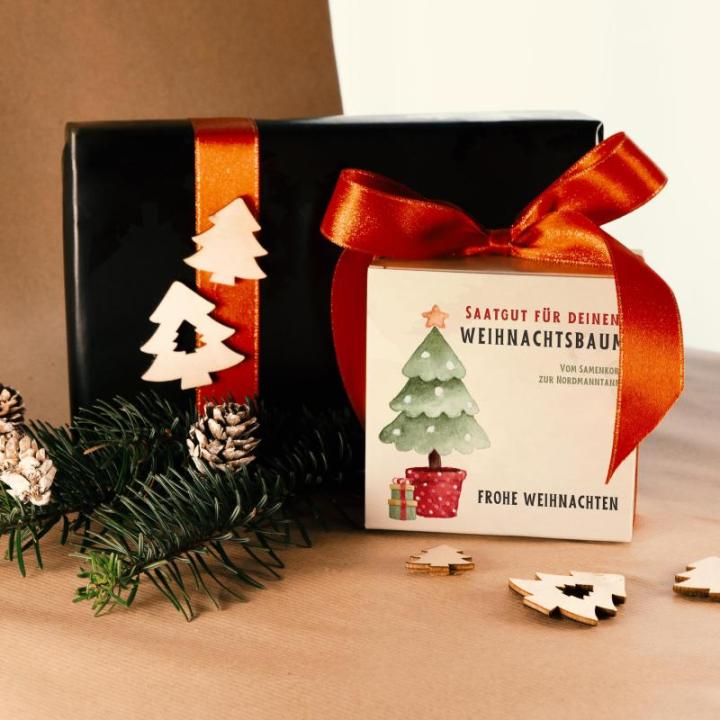 Nordmann Kerstboomkweekset als vulling voor adventskalender, mini-cadeau als idee voor de adventskalender voor vrouwen en mannen, Nordmann-dennenboom om zelf te planten