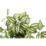 Tradescantia Kunsthanger met pot, set van 2 , Tradescantia, hangende decoratie, hangplant, slinger, plantenhanger, lichtslinger, groene plant, kamerplant, klimop, klimop, klimop, k