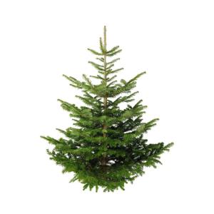 Boomkwekerij Pille Echte premium Nordmann-kerstboom, vers geveld, eerste keusVerkrijgbaar in verschillende groottes., groen