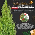 - Echte kerstboom - kerstboom - kerstboom in rode pot - mini-kerstboom - dennengeur - kleine kerstboom (zonder sneeuw, 90-100 cm)