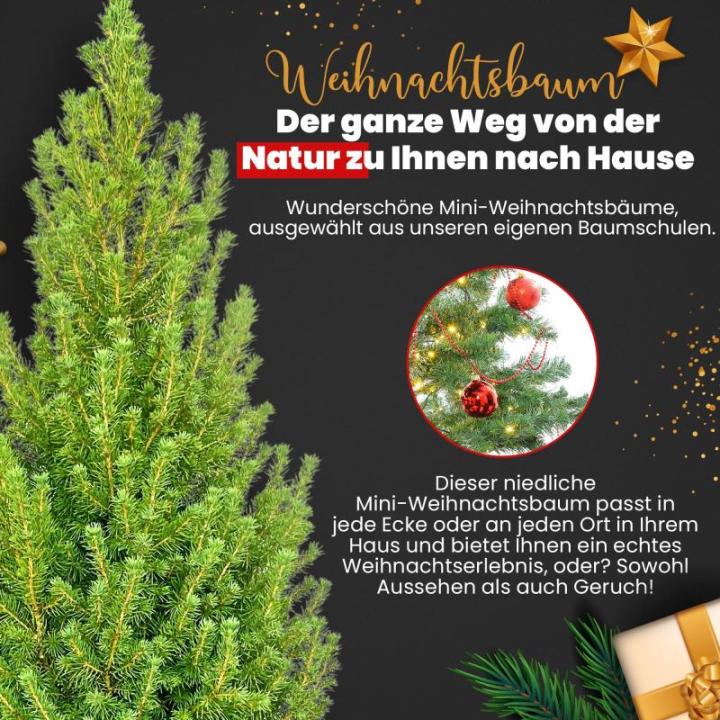 - Echte kerstboom - kerstboom - kerstboom in rode pot - mini-kerstboom - dennengeur - kleine kerstboom (zonder sneeuw, 90-100 cm)