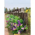 9-bundel multispecies outdoor bulk nepplanten plastic bloemen voor buiten tuin woondecoratie, van (magenta & lavendel, 9)