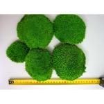 Hello Moss Geconserveerde mosballen, 5 stuks, mosdecoratie voor jou, geconserveerd bolmos voor je huis, maak een mosafbeelding, geschikt als mos voor terraria en bossen in glas