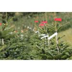 Echte Nordmann-kerstboom uit het Sauerland, 120-140cm, groen