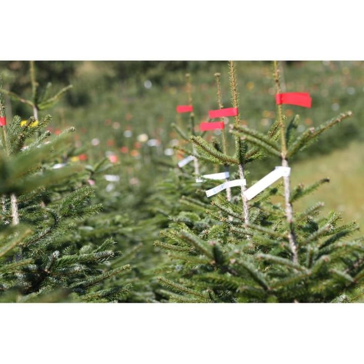 Echte Nordmann-kerstboom uit het Sauerland, 120-140cm, groen