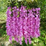 12 stengels nep Wisteria slinger opknoping bloem zijde bloem Wisteria Wijnstok decoratie voor outdoor indoor home keuken tuin huwelijksceremonie hotel party art decor (paars)