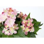 Hortensia in pot, polyester, kunststof, roze, 22 x 22 x 30 cm