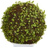 1 Mohlenbechia-Kugel Formschnitt in weißer Urne, 45,7 cm
