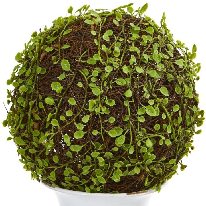 1 Mohlenbechia-Kugel Formschnitt in weißer Urne, 45,7 cm