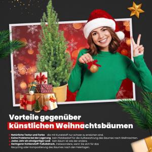 - Echte kerstboom - kerstboom - kerstboom in rode pot - mini-kerstboom - dennengeur - kleine kerstboom (zonder sneeuw, 90-100 cm)