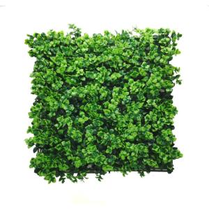 Pachysandra Plantenwand, , wandplanten, 50 x 50 cm, decoratie voor muur, balkon en tuin