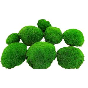 Hello Moss geconserveerd mos 8 stuks - mosdecoratie voor jou - kogelmos geconserveerd voor je huis - maak een mosafbeelding - geschikt als mos voor terraria en bossen in glas
