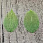 50 stuks kunstbladeren, decoratie, kunstbladeren, slinger, knutselen, droge bladeren, gedroogde bladeren, gebruikt voor doe-het-zelf handwerk, scrapbook, kaarten maken (kleurverloo