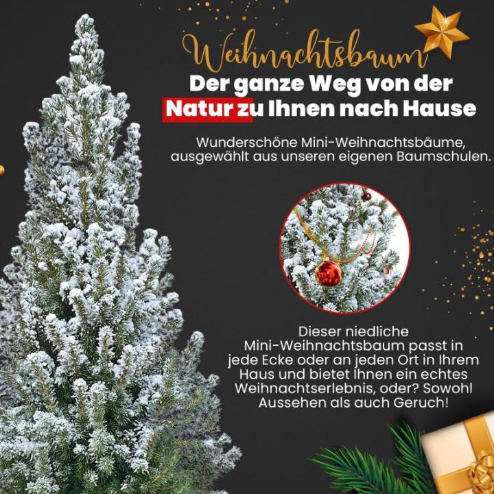 - Echte kerstboom - kerstboom - kerstboom in rode pot - mini-kerstboom - dennengeur - kleine kerstboom (met sneeuw, 110-120 cm)