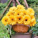 12 STKS Kunstmatige Gerbera Bloem Enkele Stam Bloei Boeket Plastic Zijde Nep Decoratieve Flora Outdoor Indoor Thuis Tuin Kantoor Hotel Bruiloft Party Geel