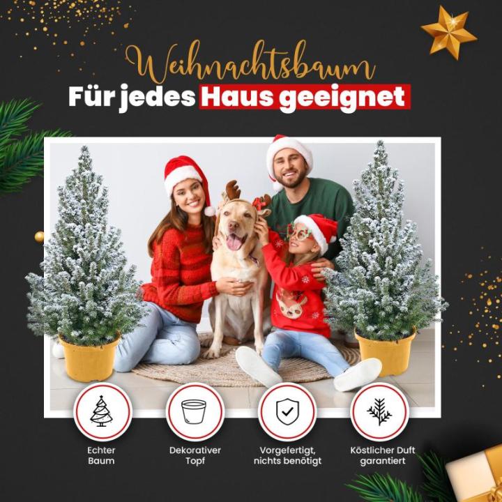 - Echte kerstboom - kerstboom - kerstboom in rode pot - mini-kerstboom - dennengeur - kleine kerstboom (met sneeuw, 110-120 cm)