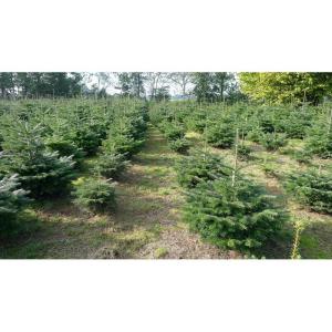 Boomkwekerij Pille Echte premium Nordmann-kerstboom, vers geveld, eerste keusVerkrijgbaar in verschillende groottes., groen