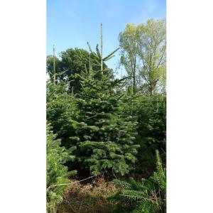 Boomkwekerij Pille Echte premium Nordmann-kerstboom, vers geveld, eerste keusVerkrijgbaar in verschillende groottes., groen