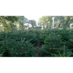 Boomkwekerij Pille Echte premium Nordmann-kerstboom, vers geveld, eerste keusVerkrijgbaar in verschillende groottes., groen
