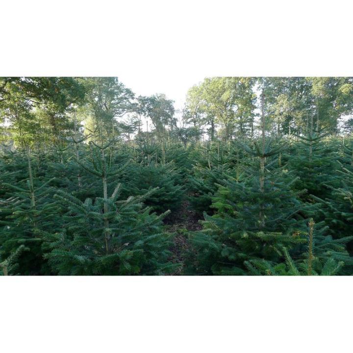 Boomkwekerij Pille Echte premium Nordmann-kerstboom, vers geveld, eerste keusVerkrijgbaar in verschillende groottes., groen